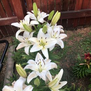 Meet your Posher, Patty